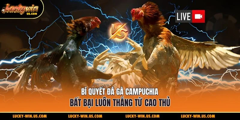 đá gà Campuchia